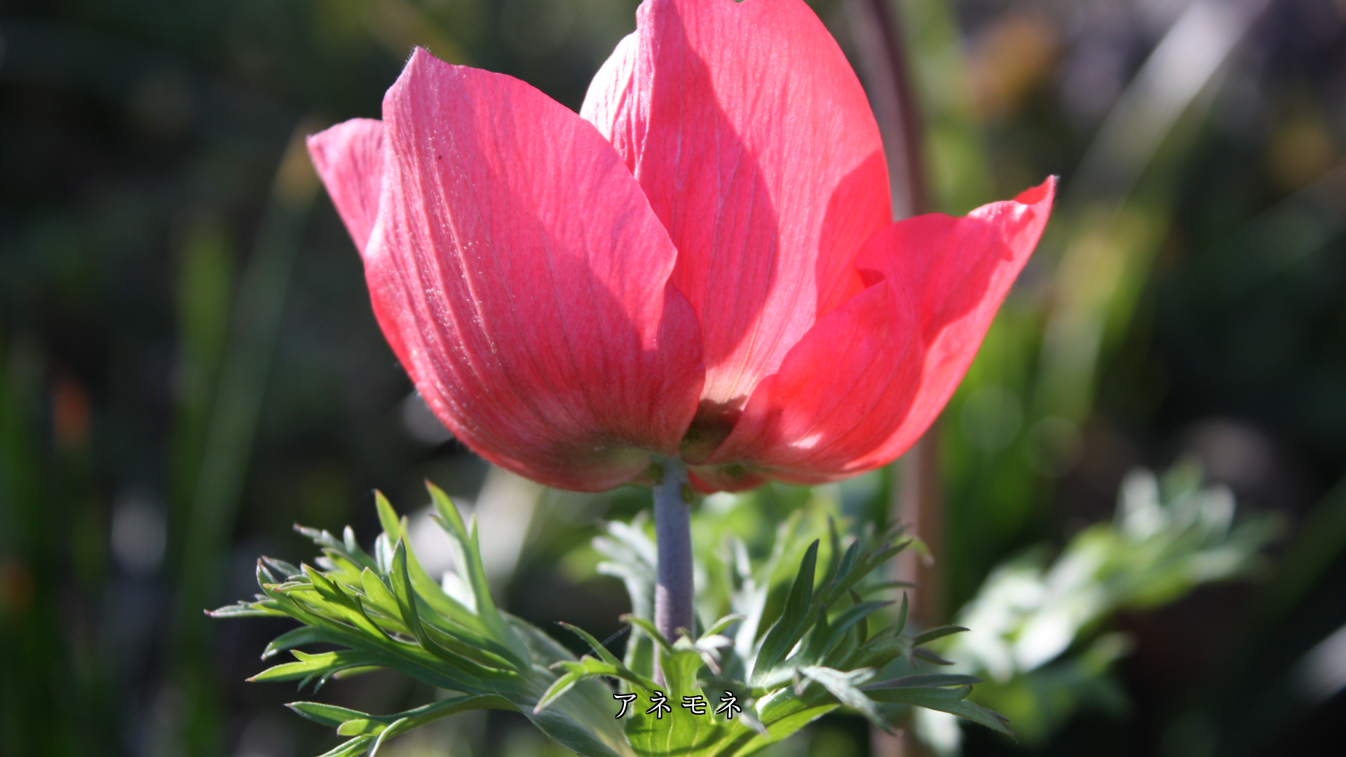 ほんのりと淡くて ぬくもりを感じる花びら 初恋に似ている