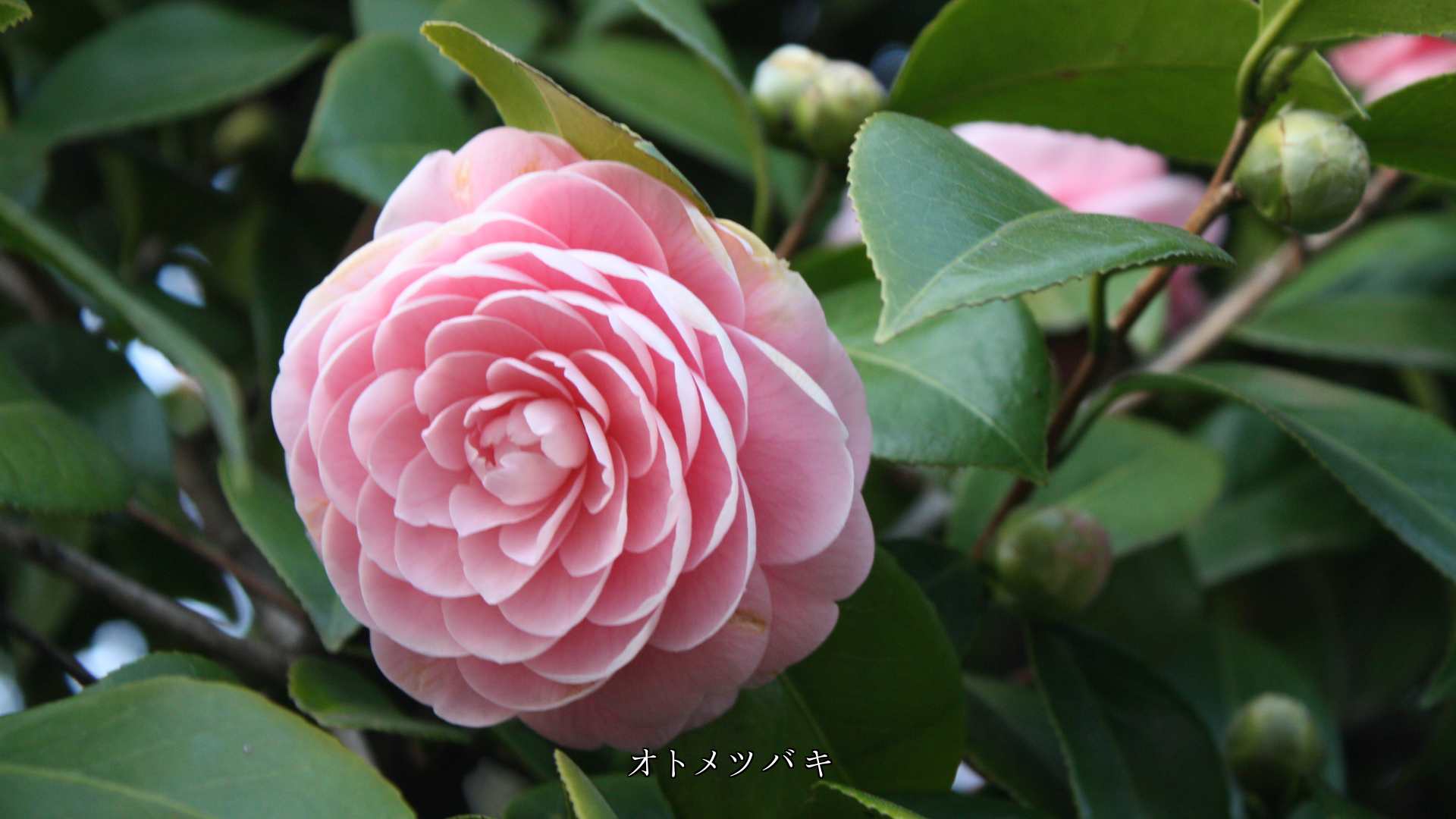 ほんのりと淡くて ぬくもりを感じる花びら 初恋に似ている