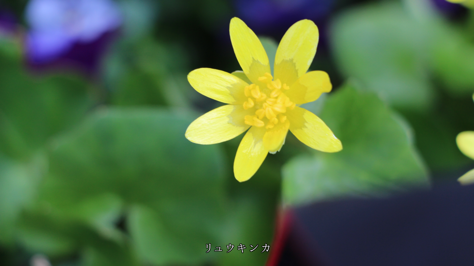 ほんのりと淡くて ぬくもりを感じる花びら 初恋に似ている