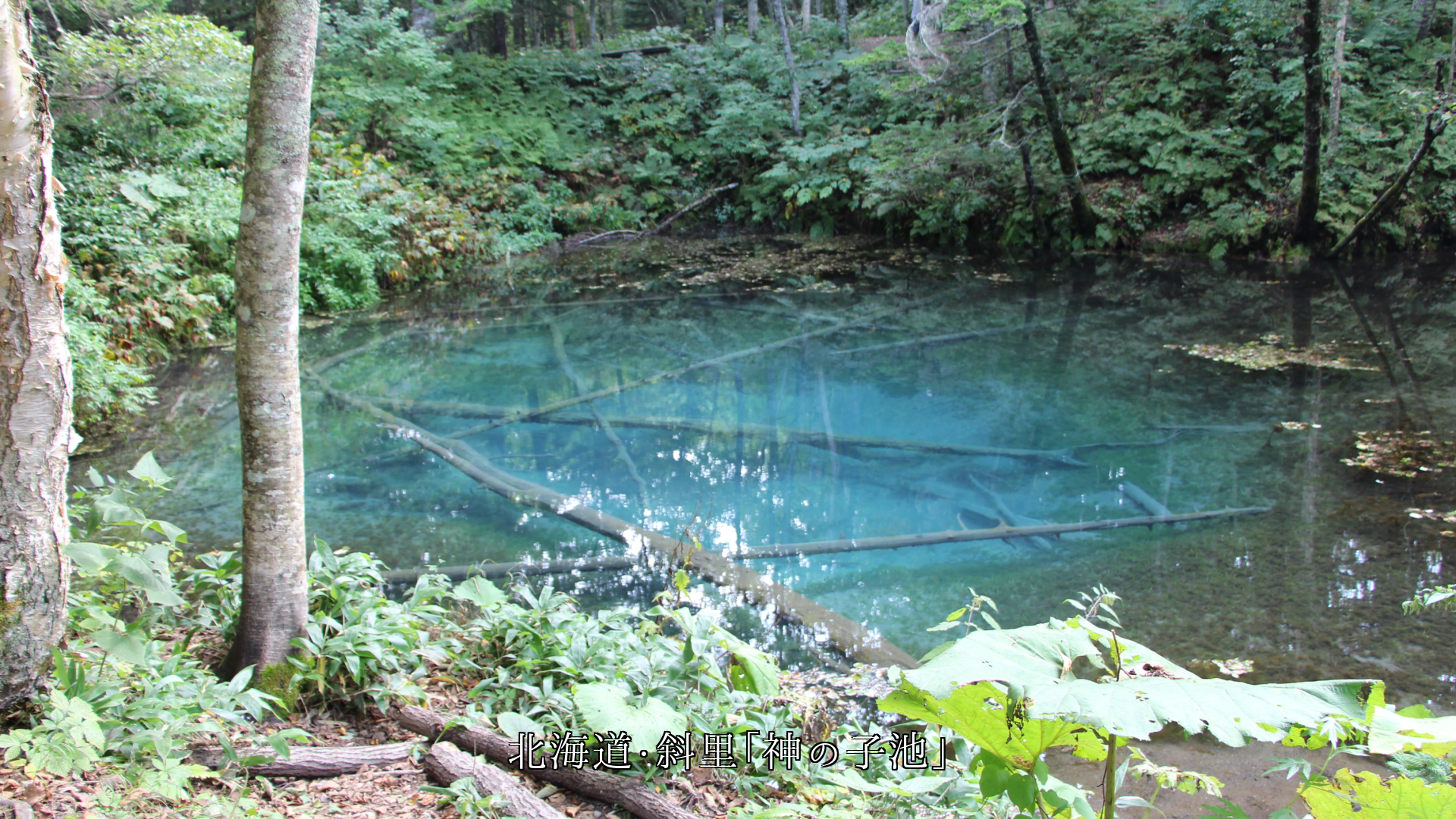 とめどなく湧き出て 清く流れる 各地の湧き水 砂も時も流れ動く