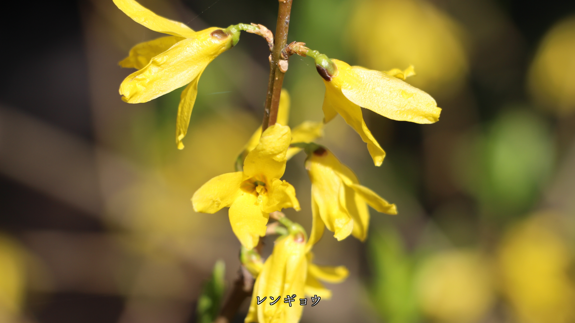 少し寂しい時に 鮮やかな色で 元気を与えてくれる花たち ありがとう
