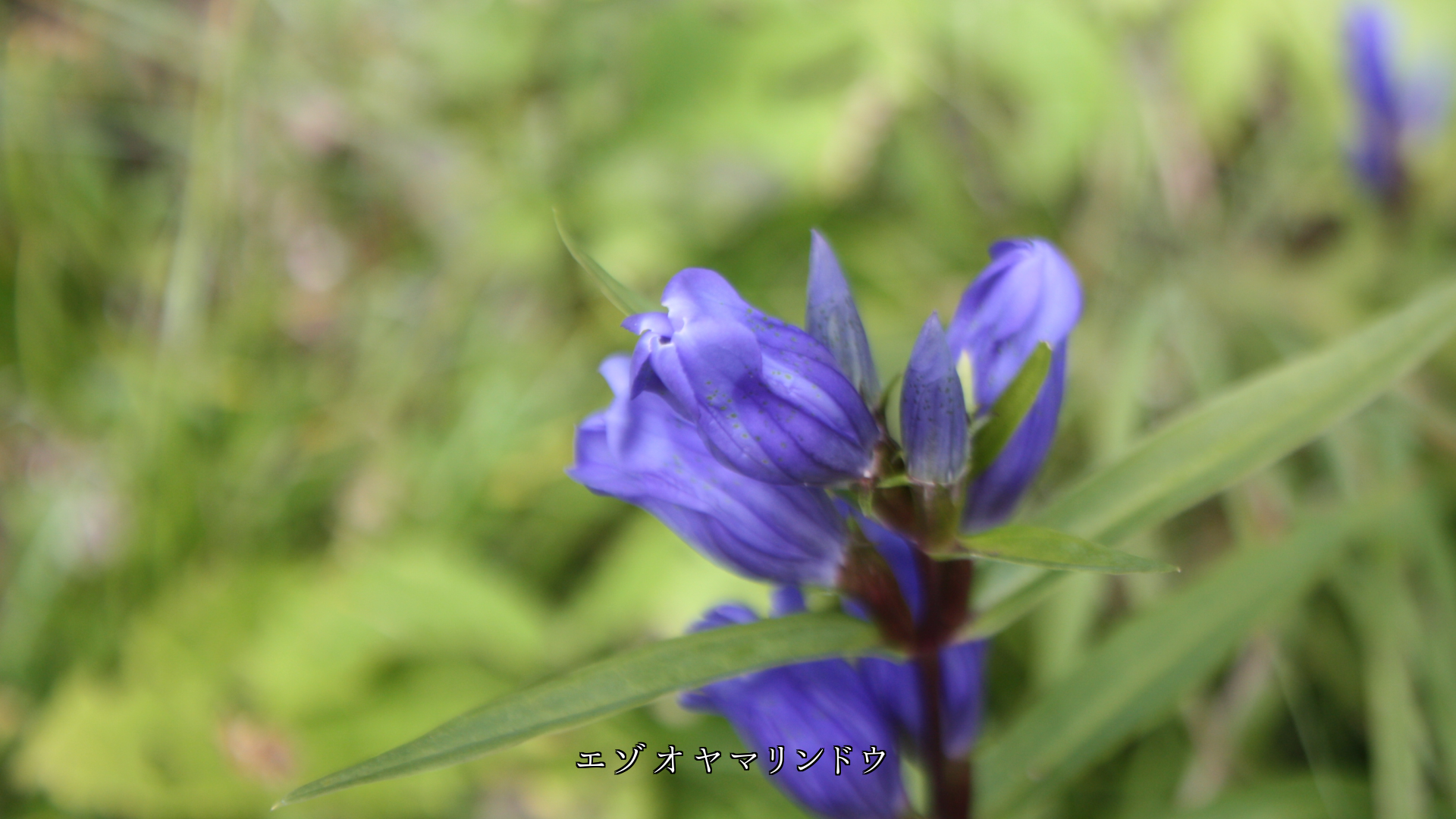 少し寂しい時に 鮮やかな色で 元気を与えてくれる花たち ありがとう