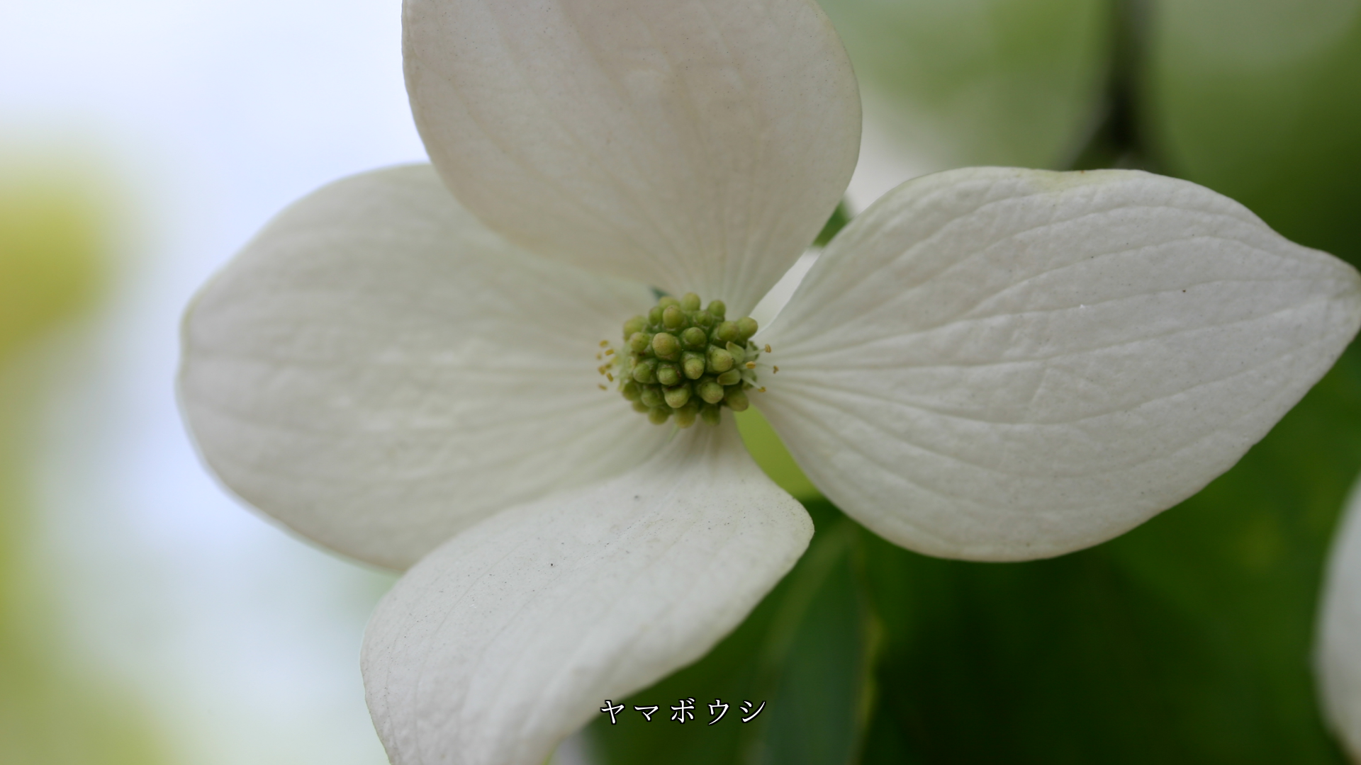 少し寂しい時に 鮮やかな色で 元気を与えてくれる花たち ありがとう