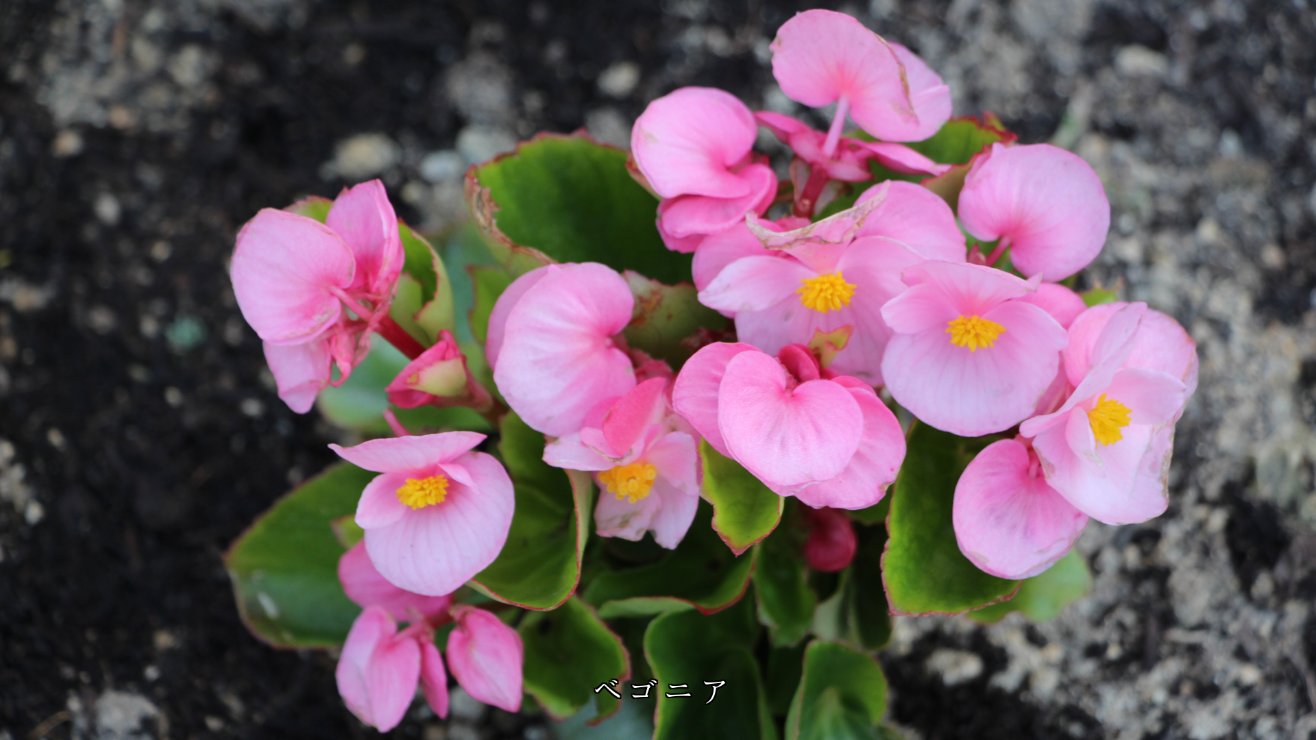 少し寂しい時に 鮮やかな色で 元気を与えてくれる花たち ありがとう