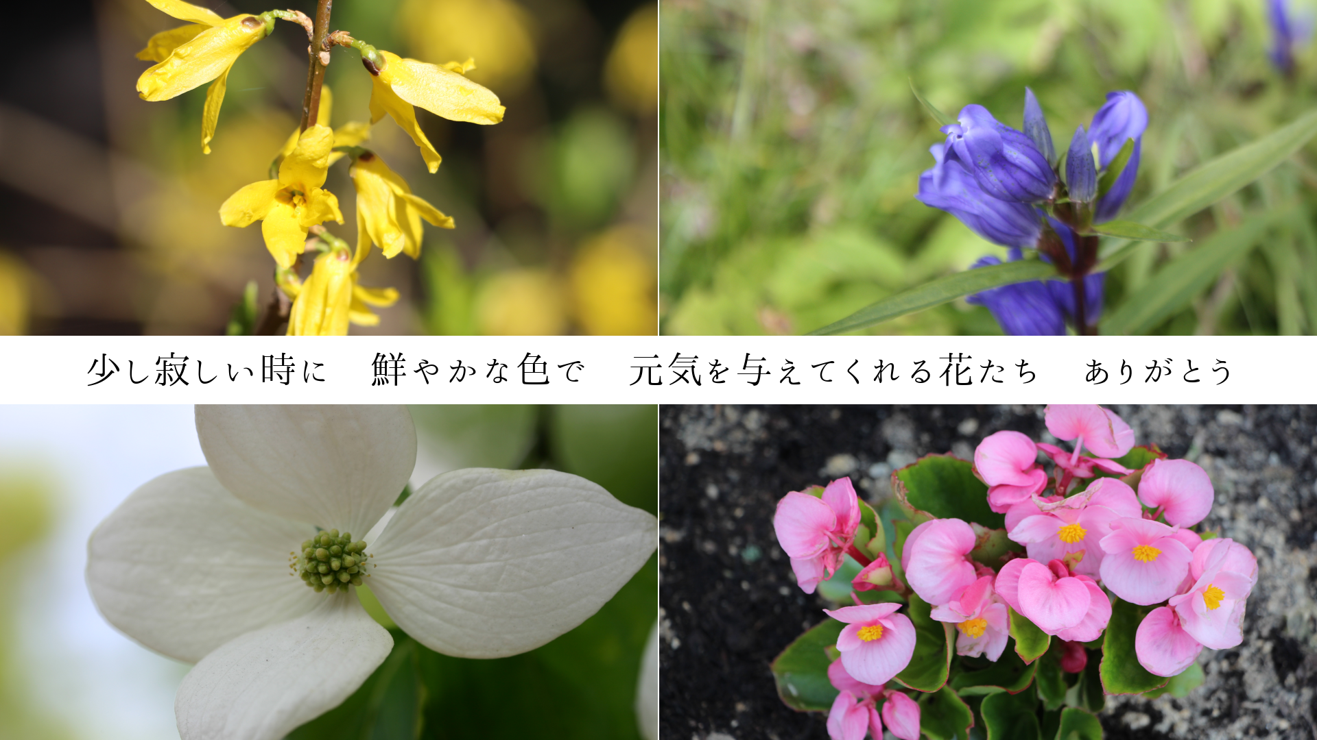 �����䤷�����ˡ����䤫�ʿ��ǡ�������Ϳ���Ƥ����֤��������꤬�Ȥ�