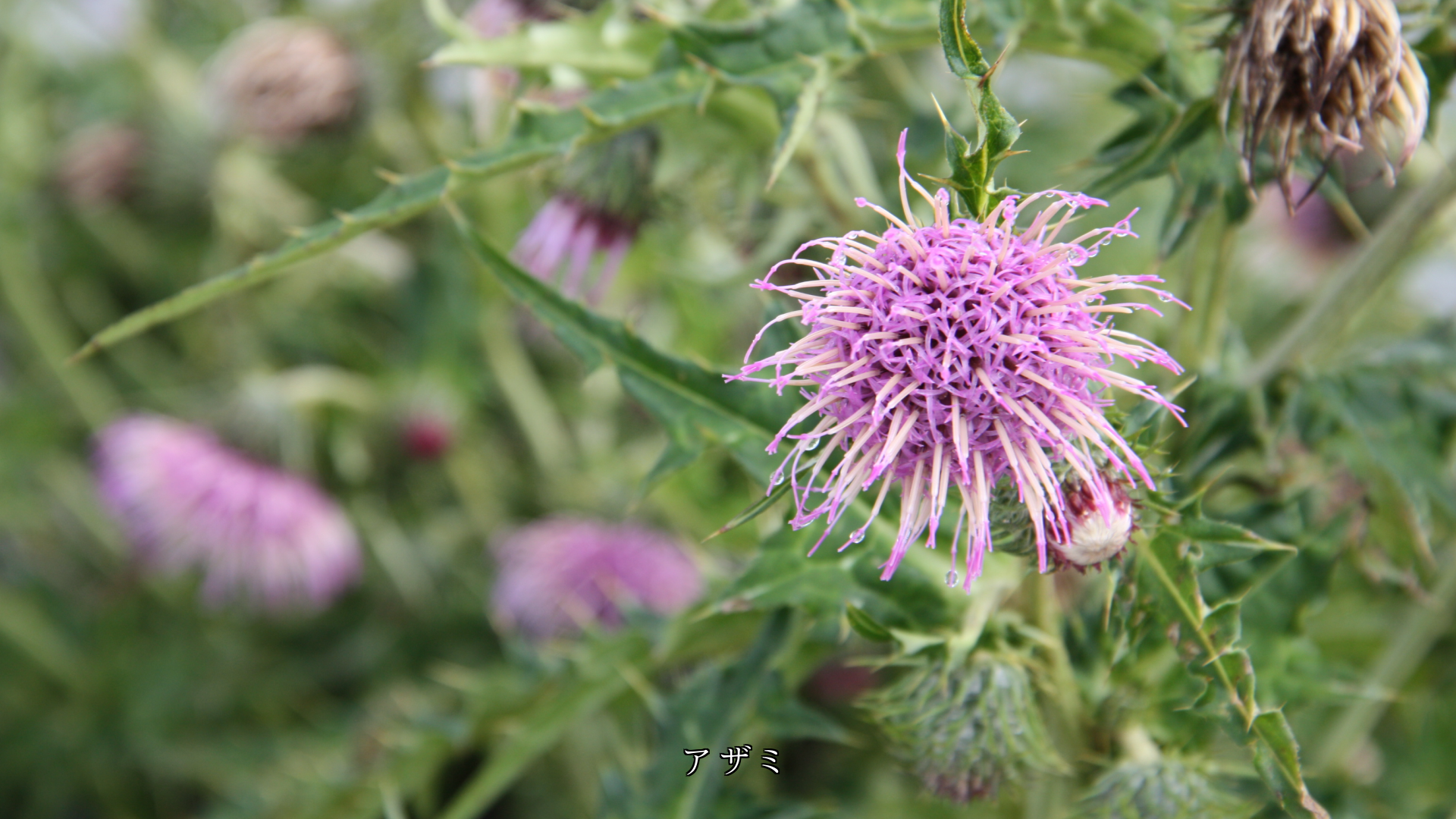 小さな花が集まり 美しさを増す集合花 共に助け合っている
