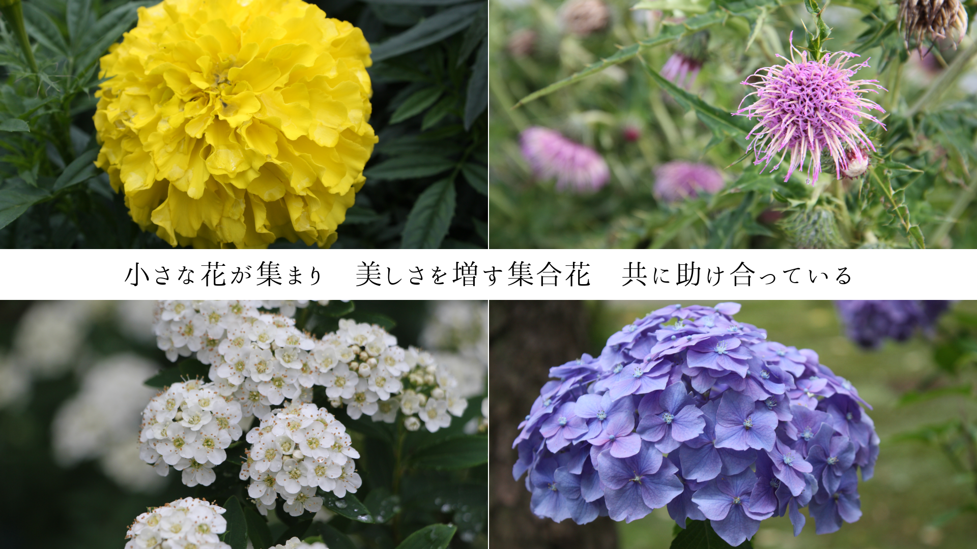 小さな花が集まり 美しさを増す集合花 共に助け合っている