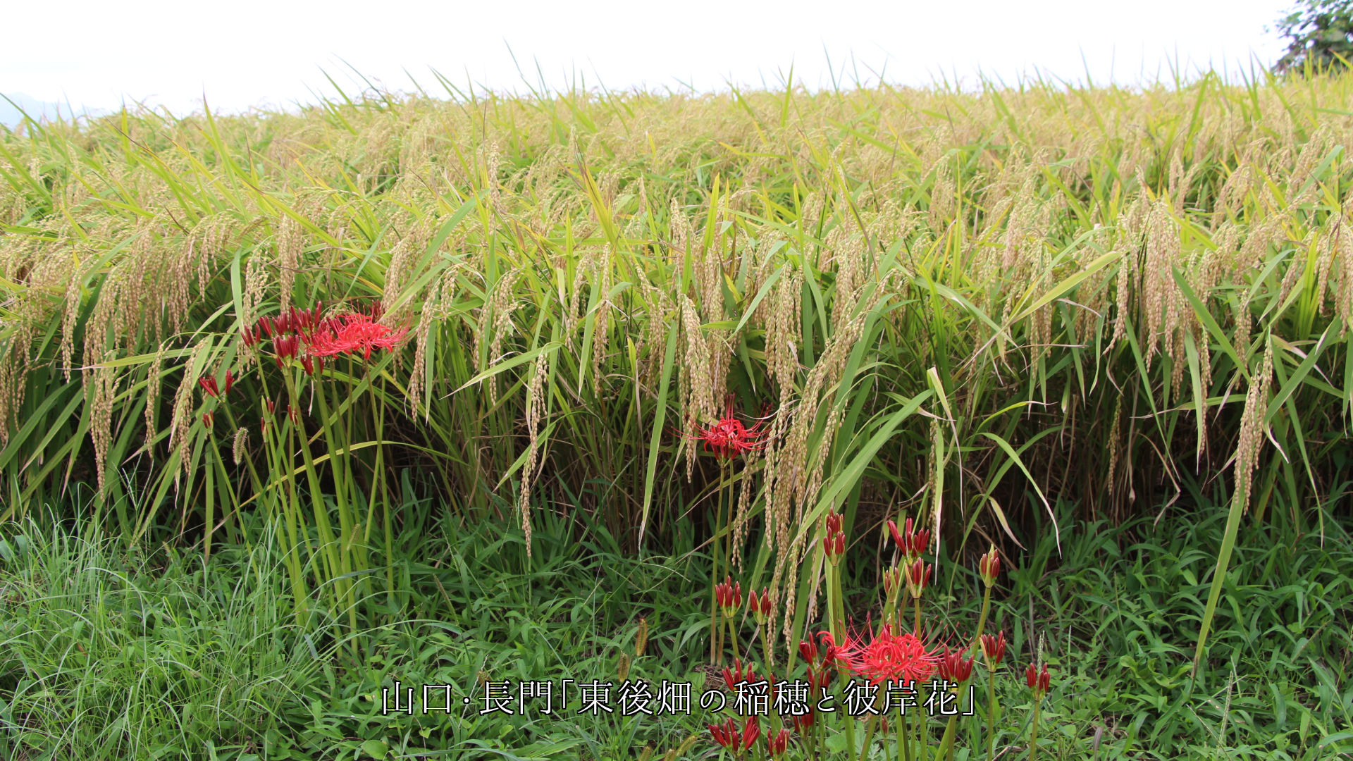 �ͤϳ������������ζ�����äƤ��롡���˳��ˡ���Ȫ��Į�¤ߤ�