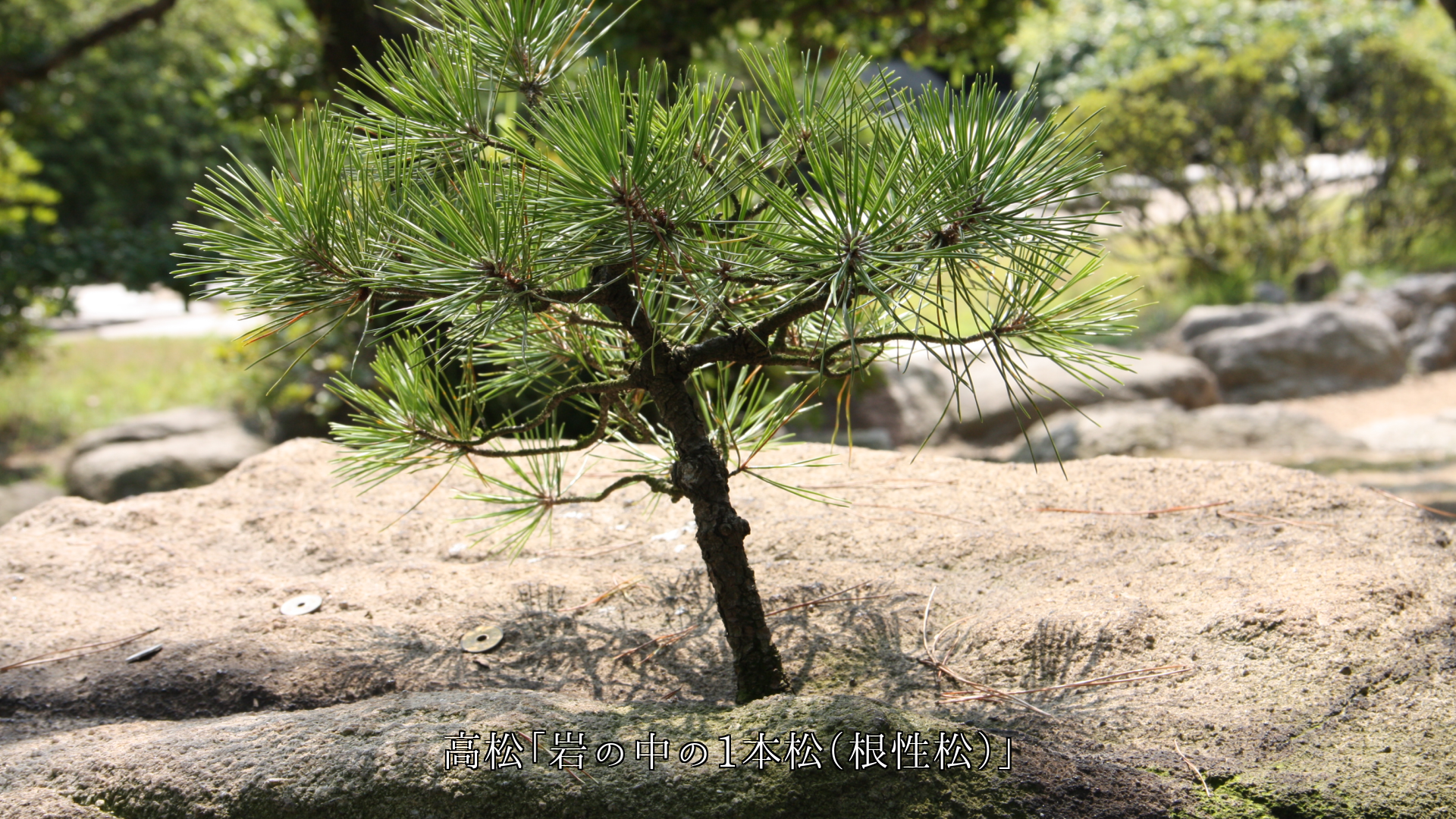 �ڤ����ϡ����������̡�Ω�Τ��Ϥꡡ�ʾ��ϤȤʤäơ��͡���̥λ���ޤ�