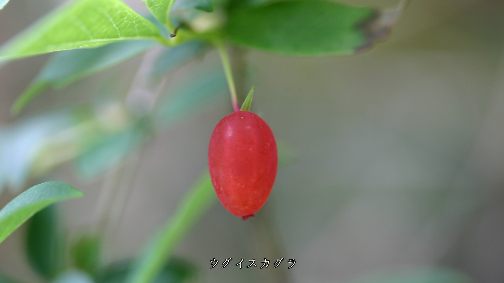�д�ȵ��ʤ��Ϥ��Ƥ���롡�ڤ��֤��¤����������⤢��