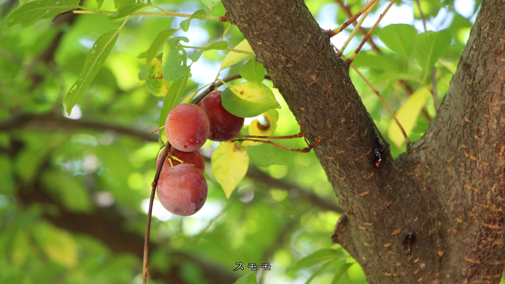 �д�ȵ��ʤ��Ϥ��Ƥ���롡�ڤ��֤��¤����������⤢��