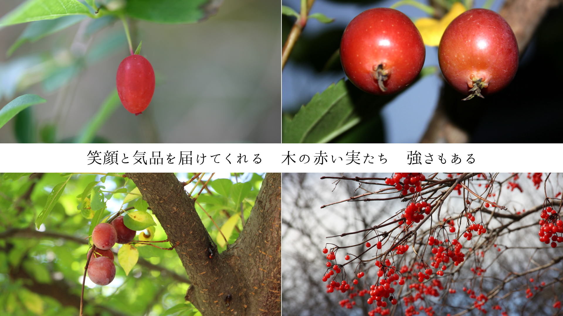 �д�ȵ��ʤ��Ϥ��Ƥ���롡�ڤ��֤��¤����������⤢��