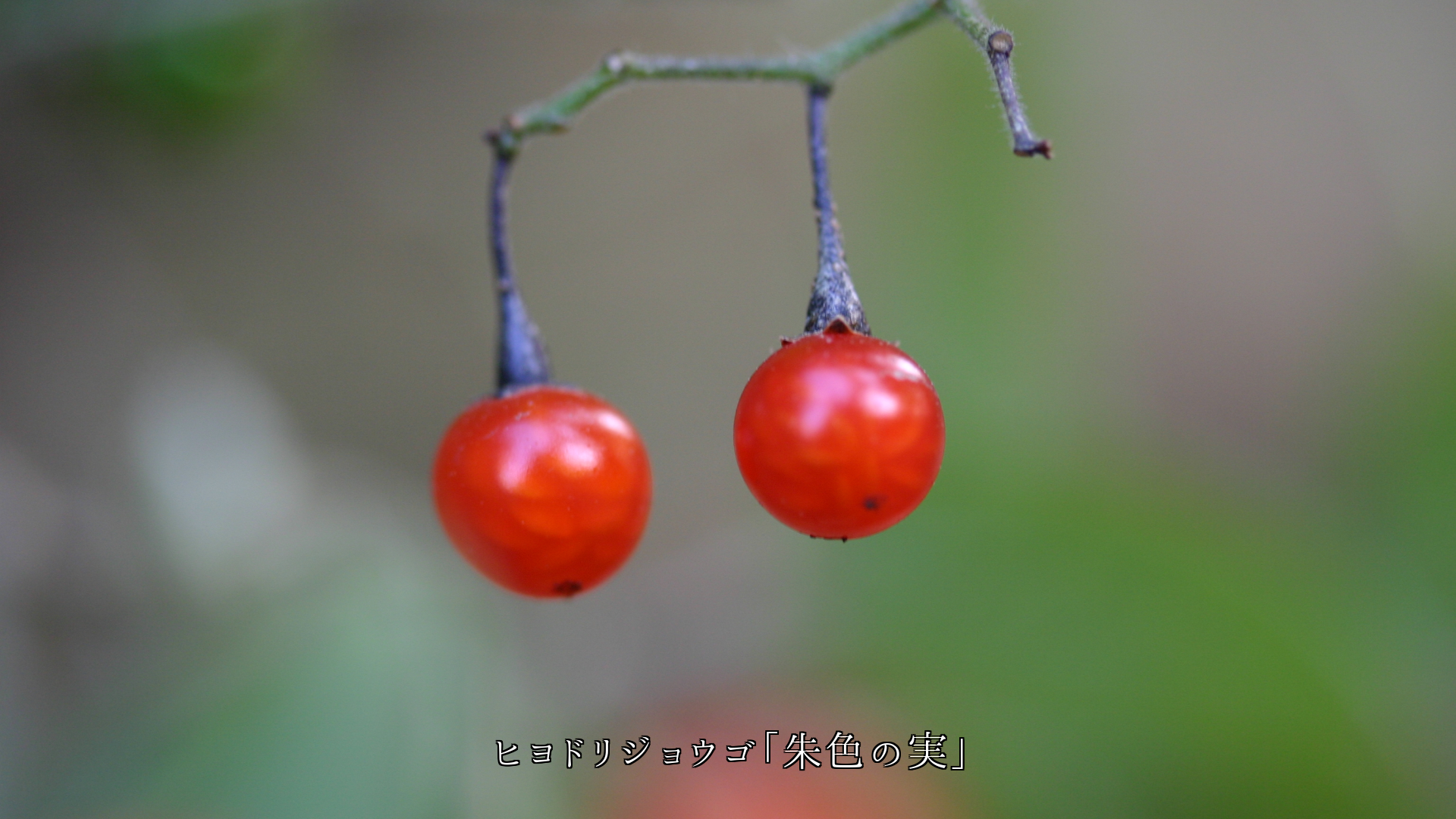 宝石や耳飾りにして届けたい 可愛い姿と色の実たち 慕う気持がつのる