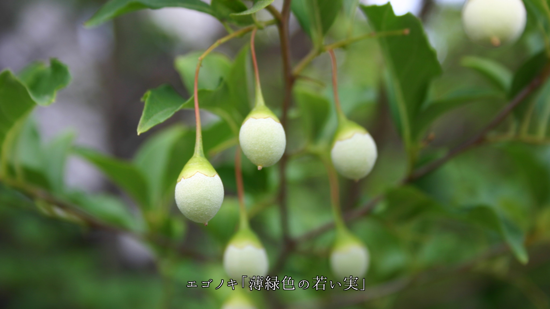宝石や耳飾りにして届けたい 可愛い姿と色の実たち 慕う気持がつのる