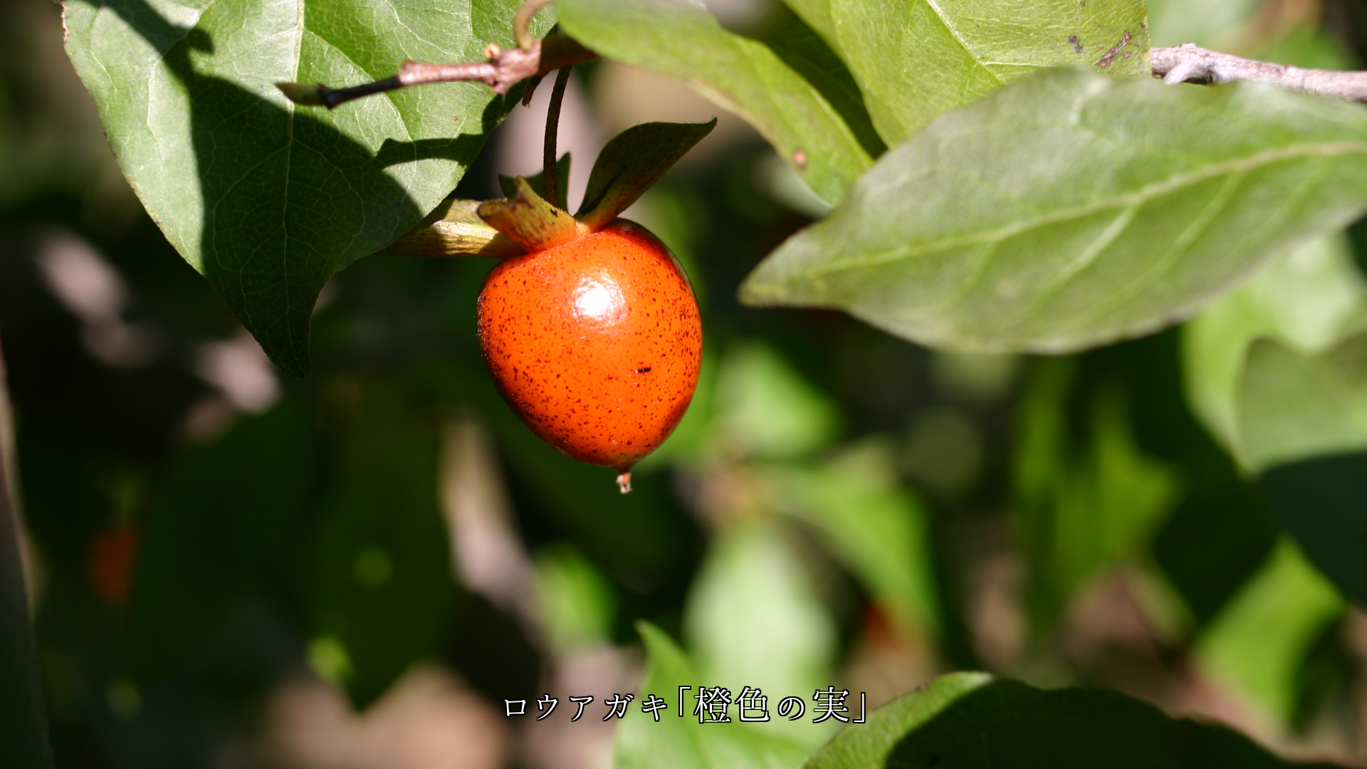 宝石や耳飾りにして届けたい 可愛い姿と色の実たち 慕う気持がつのる