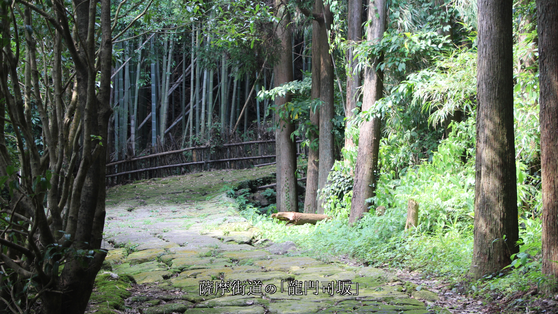 名前が付いた 各地の歴史的な坂道や路 両側の森や並木が付き添う