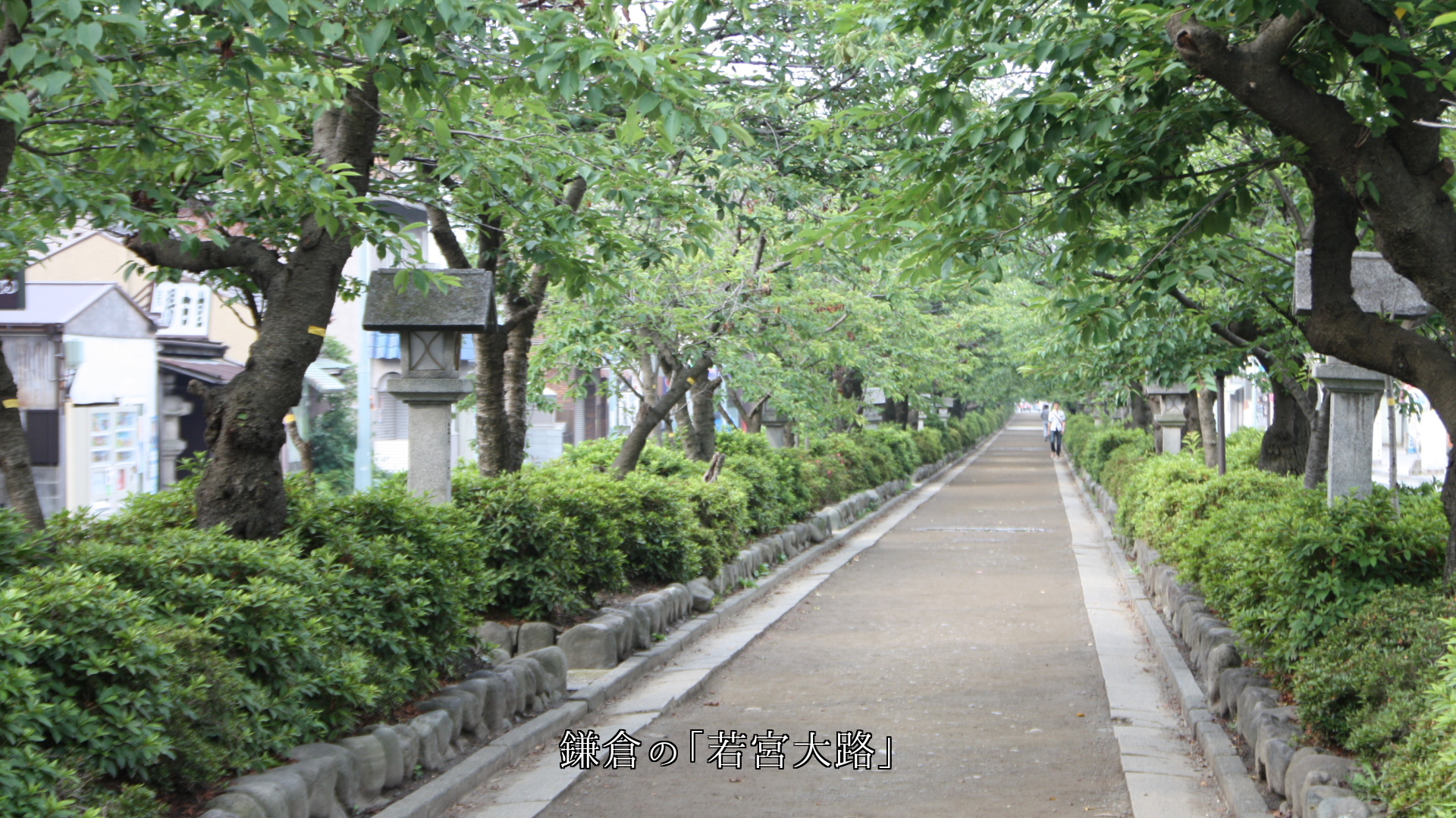 名前が付いた 各地の歴史的な坂道や路 両側の森や並木が付き添う