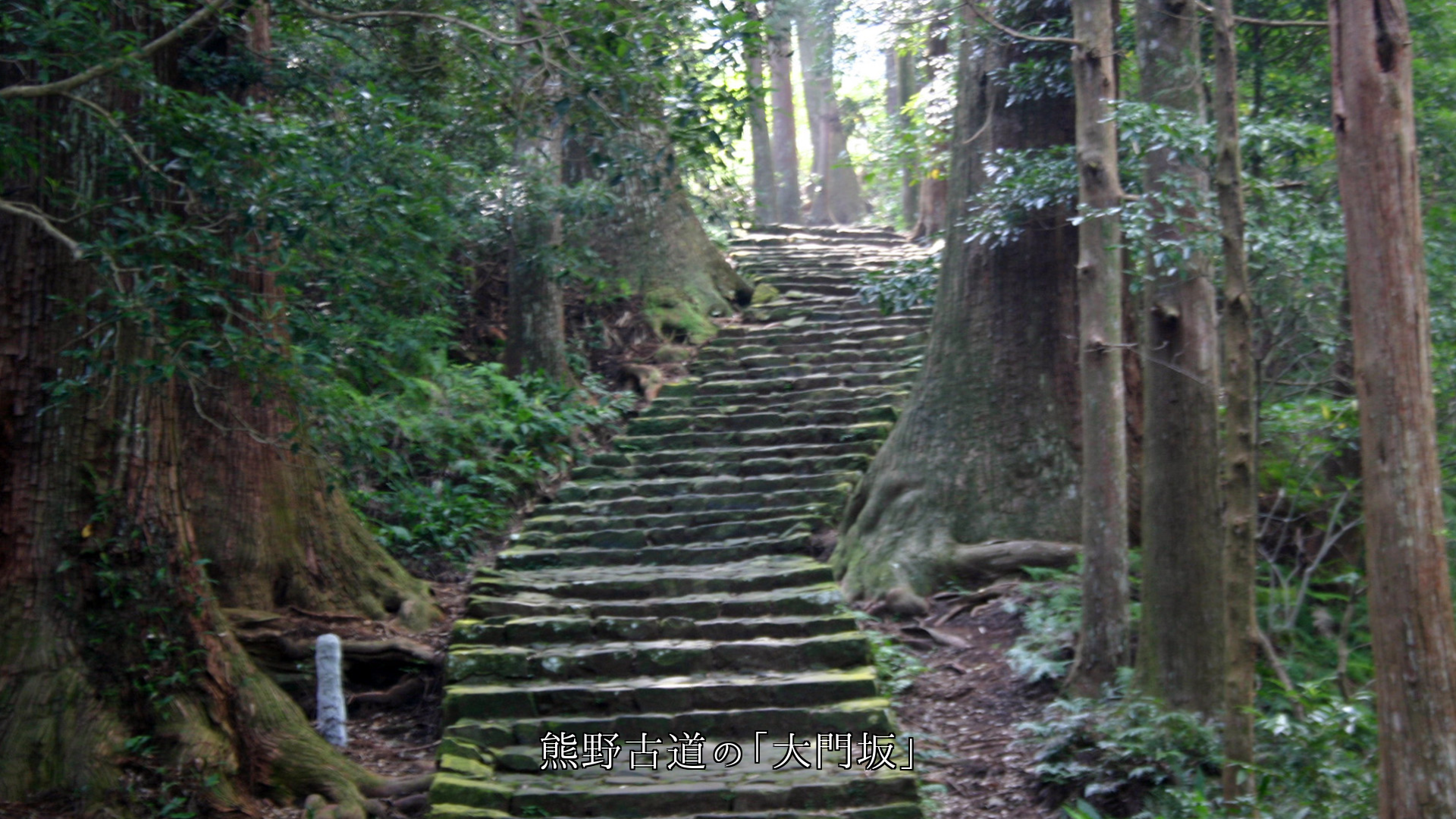 名前が付いた 各地の歴史的な坂道や路 両側の森や並木が付き添う