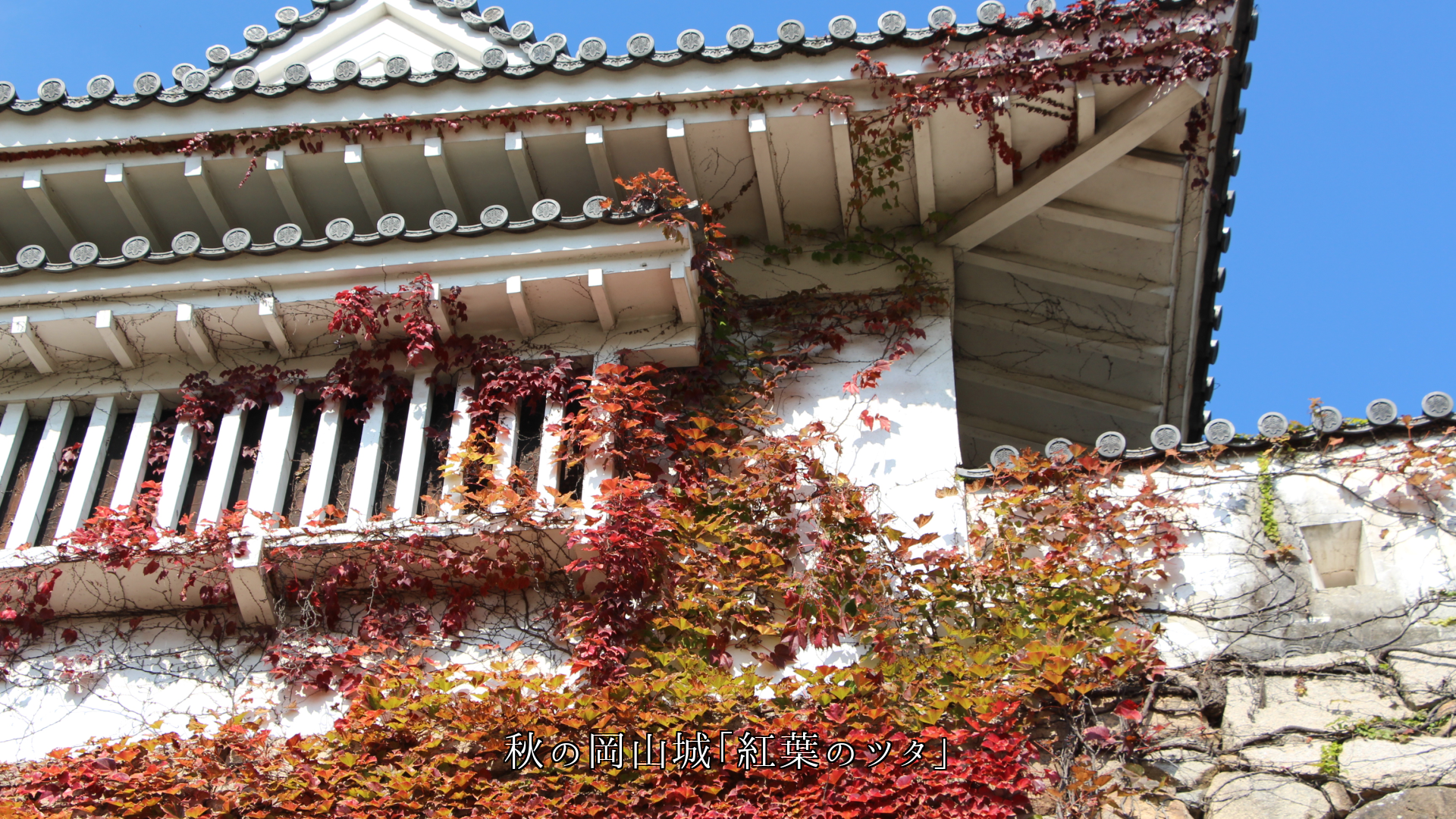 �ĥ����礦  ��󥬤���¤�η�ʪ���ɡ�����г����������������