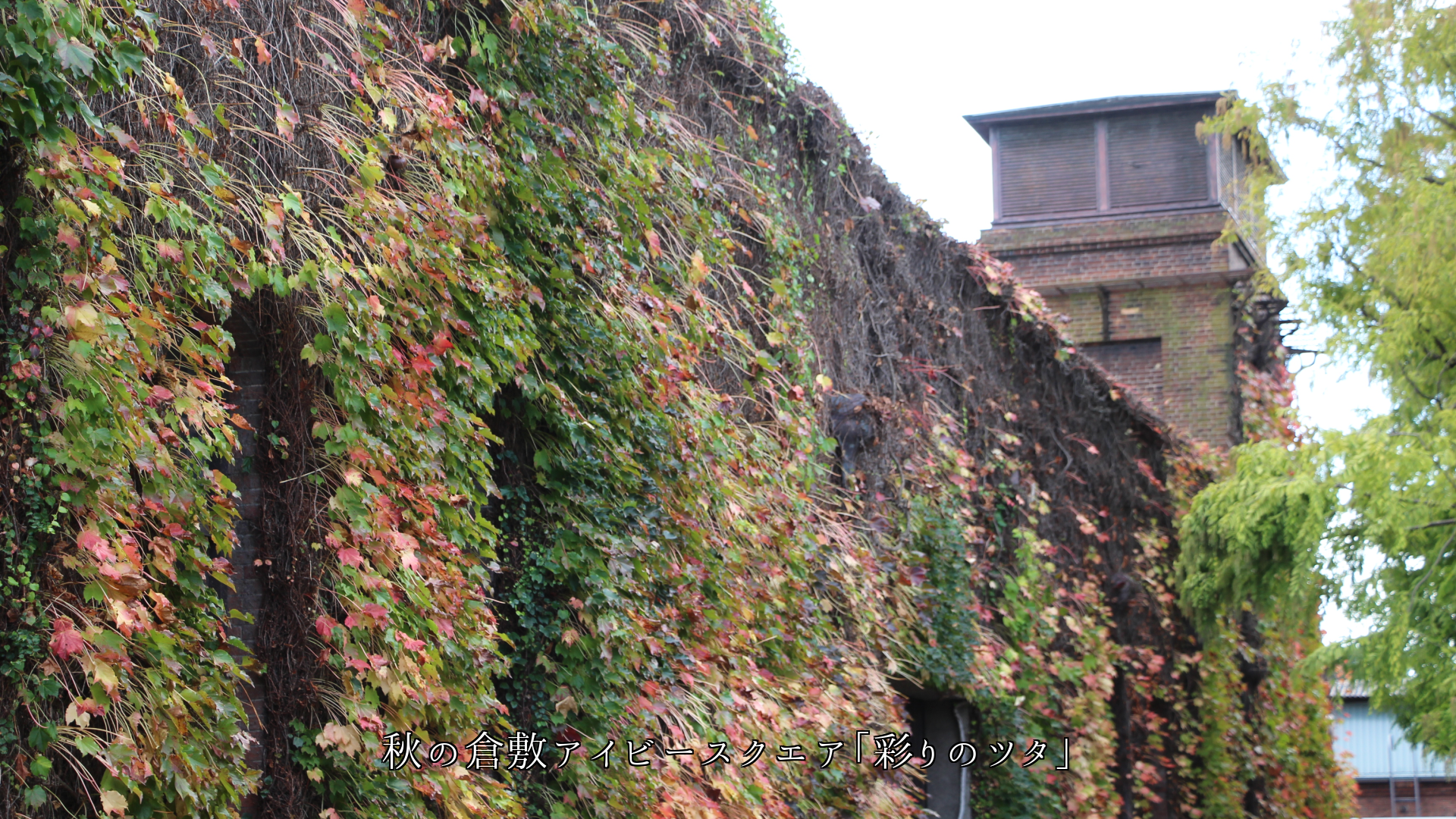 �ĥ����礦  ��󥬤���¤�η�ʪ���ɡ�����г����������������