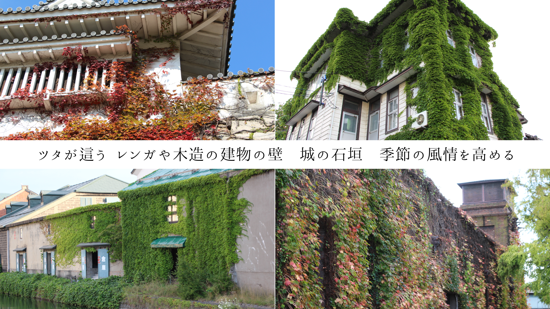 �ĥ����礦  ��󥬤���¤�η�ʪ���ɡ�����г����������������