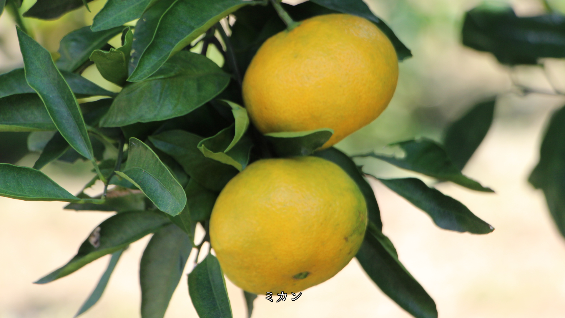 熟した畑の果物たち 生活を支え 心を豊かにしてくれる