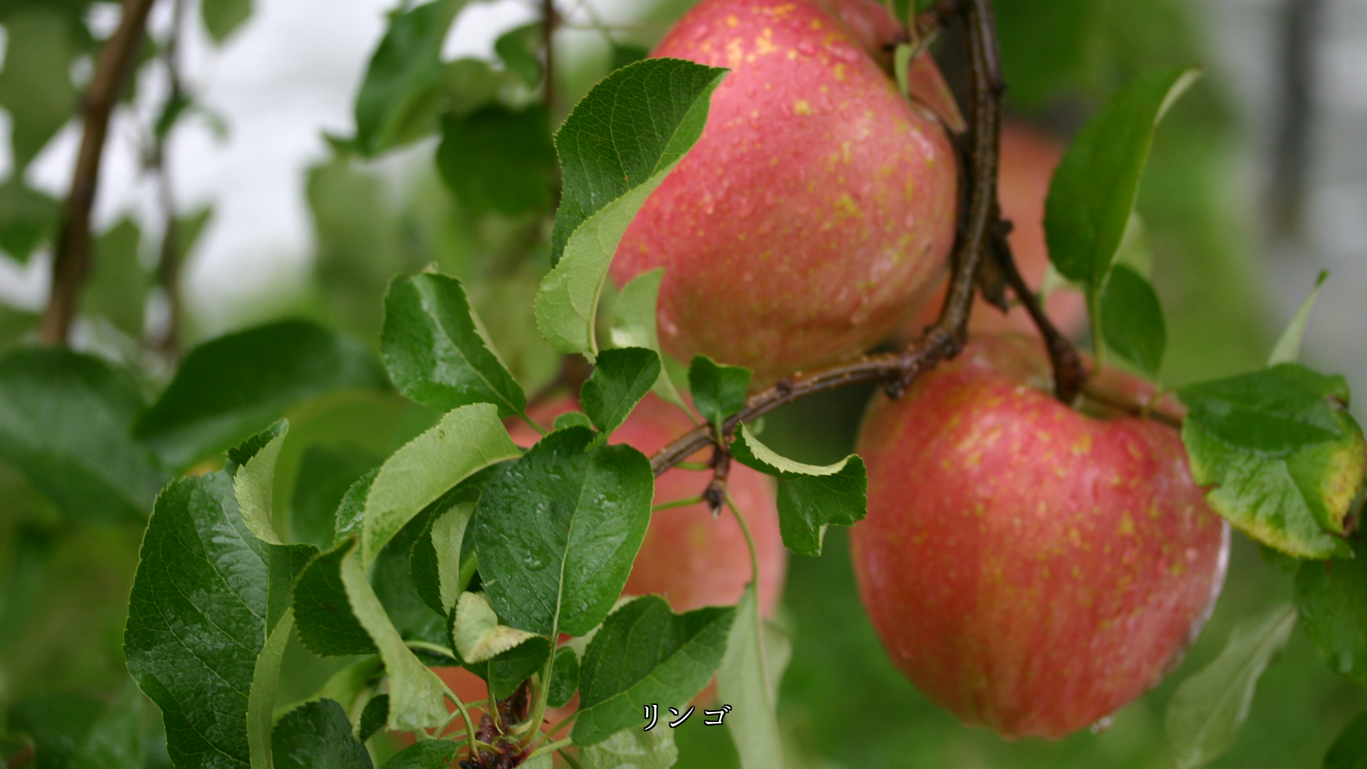 熟した畑の果物たち 生活を支え 心を豊かにしてくれる