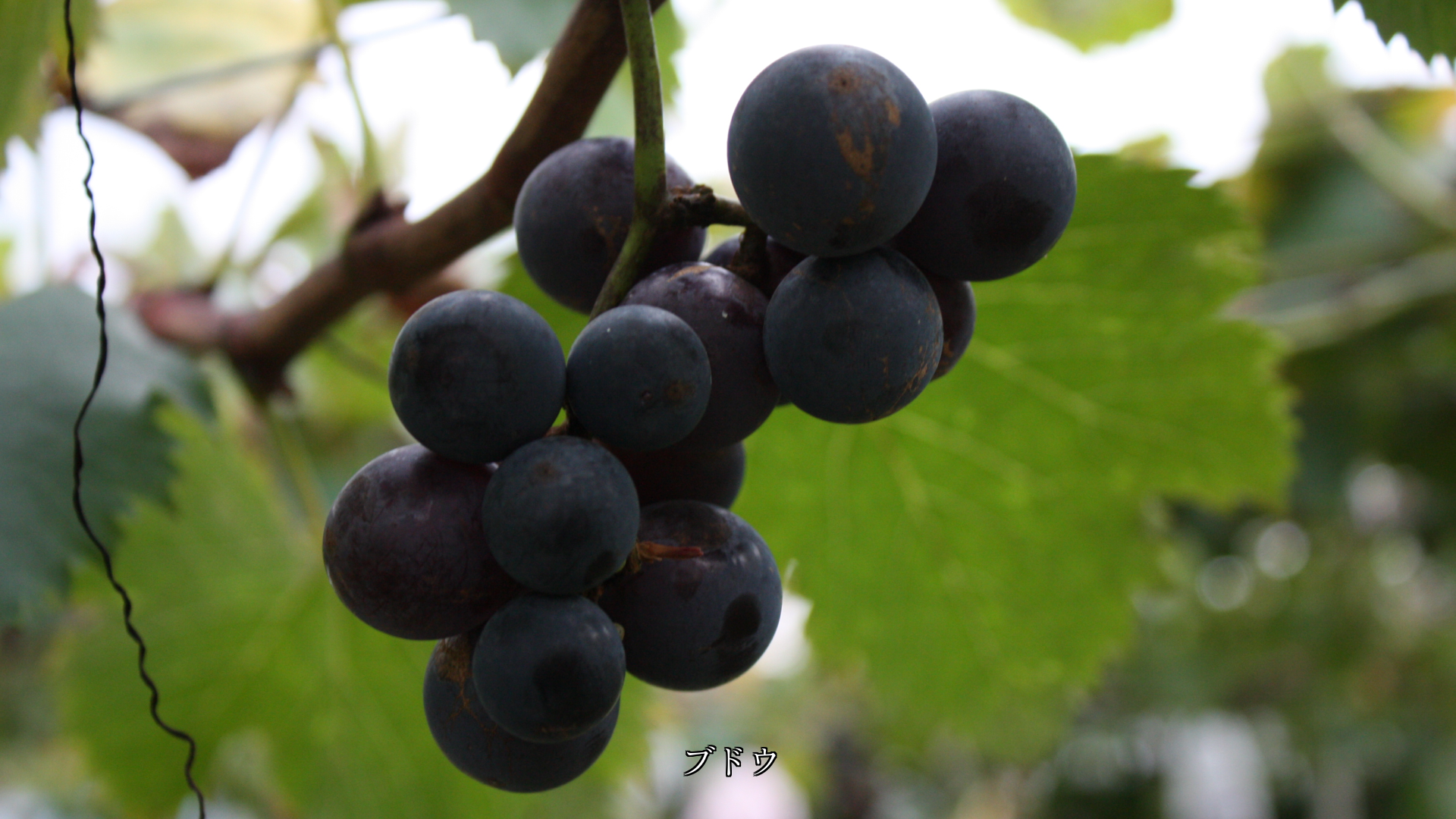 熟した畑の果物たち 生活を支え 心を豊かにしてくれる