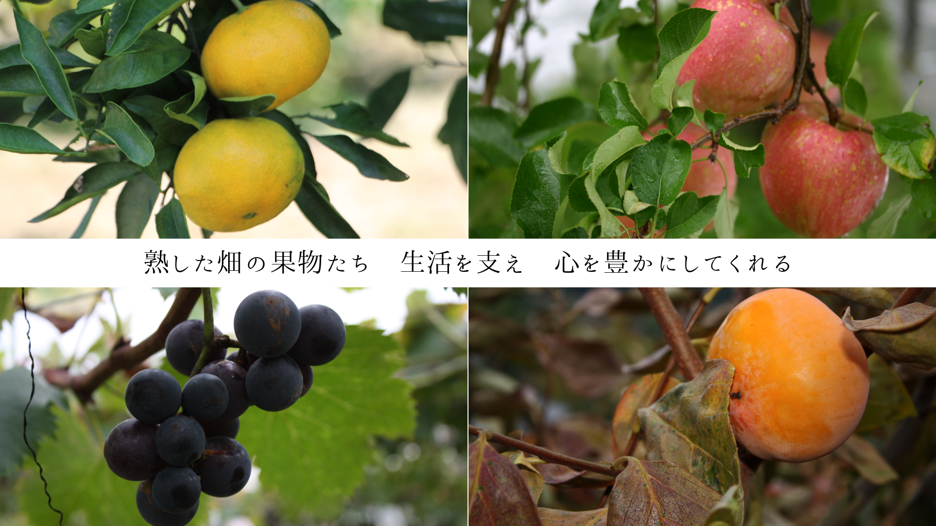 �Ϥ���Ȫ�β�ʪ�����������٤�������˭���ˤ��Ƥ����