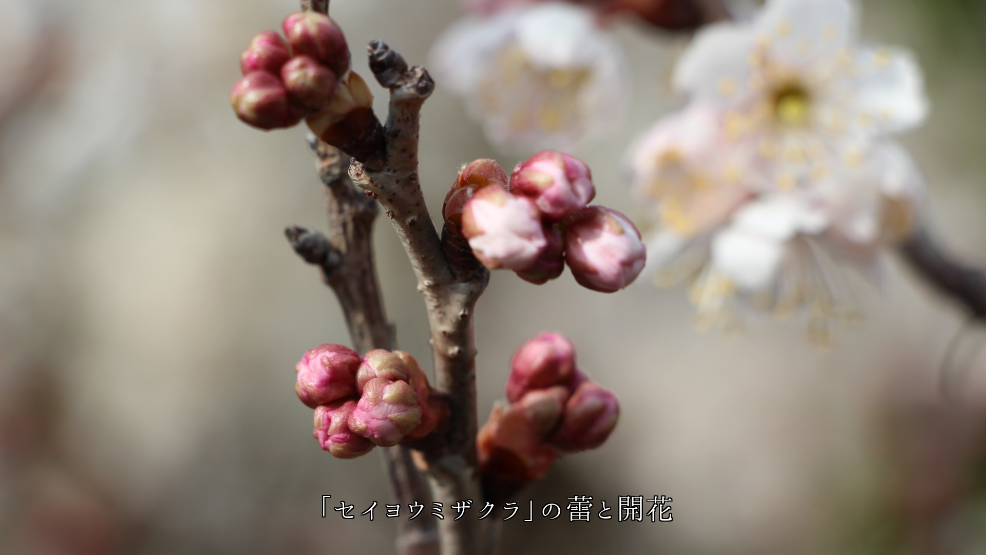 �Ȥ����դ�ˬ����ԤäƤ��롡�ڲ֤�鲤��������֤Ϥ����Ǥ���