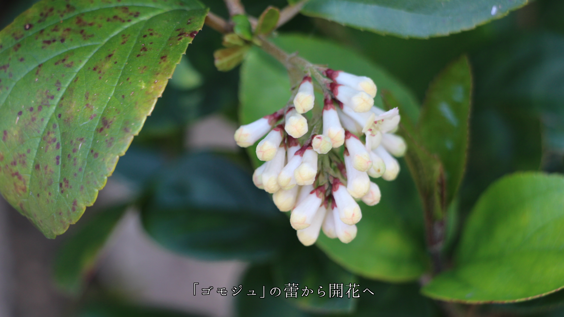 �Ȥ����դ�ˬ����ԤäƤ��롡�ڲ֤�鲤��������֤Ϥ����Ǥ���