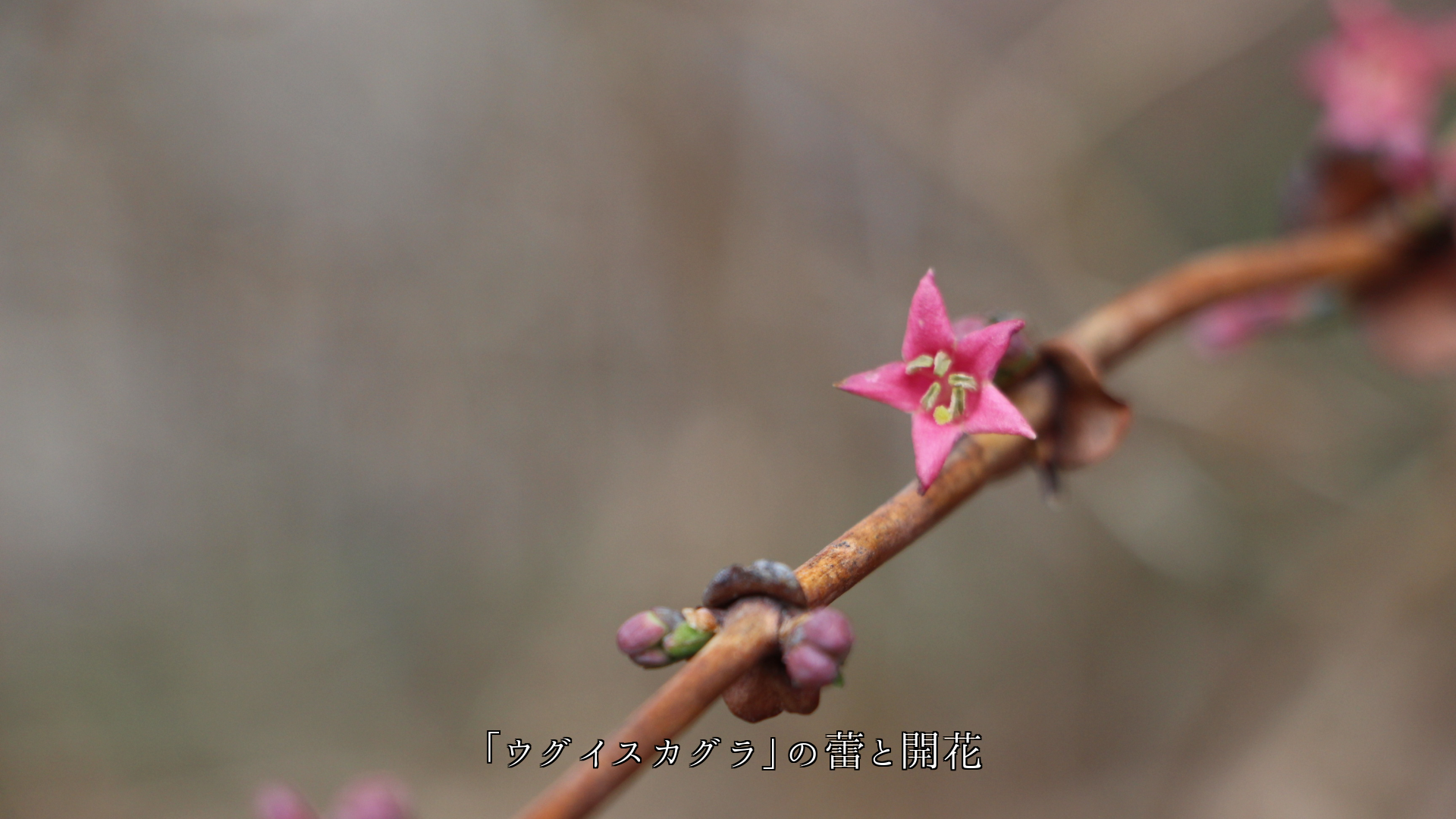 �Ȥ����դ�ˬ����ԤäƤ��롡�ڲ֤�鲤��������֤Ϥ����Ǥ���