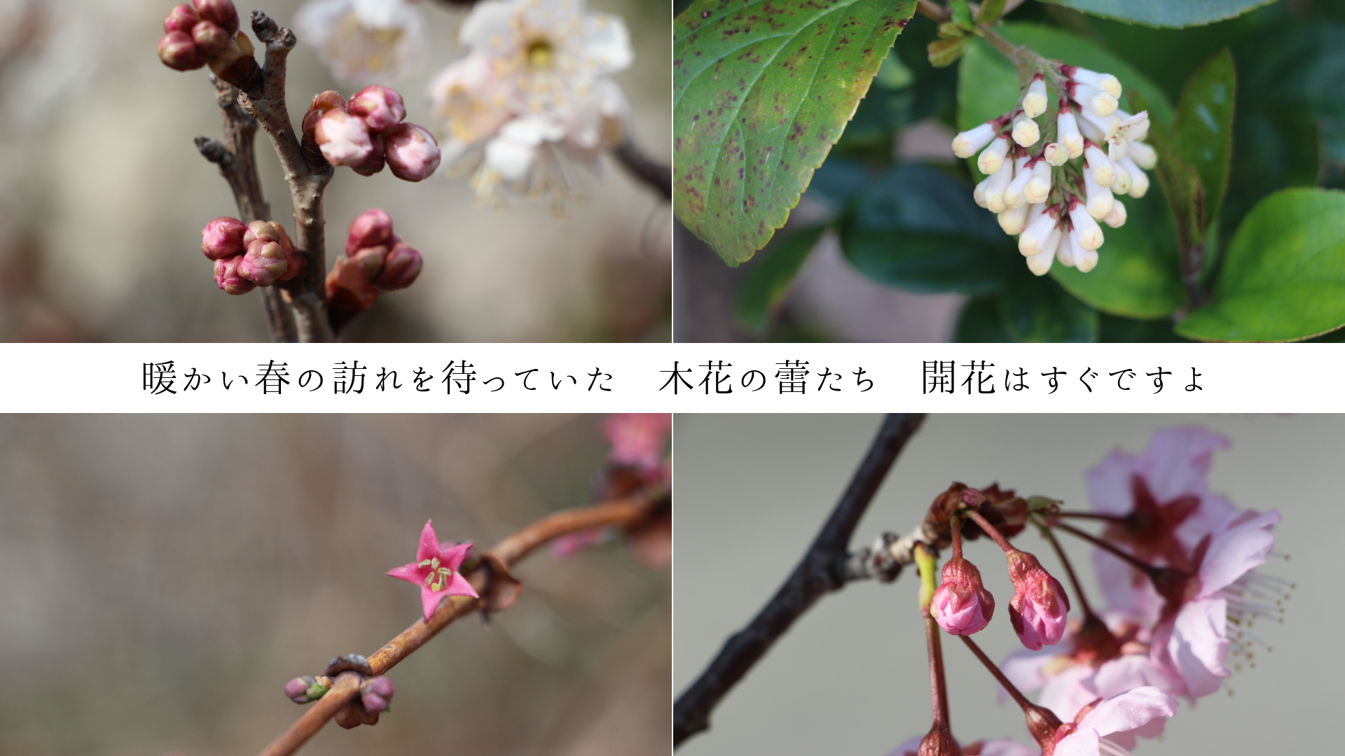 �Ȥ����դ�ˬ����ԤäƤ��롡�ڲ֤�鲤��������֤Ϥ����Ǥ���