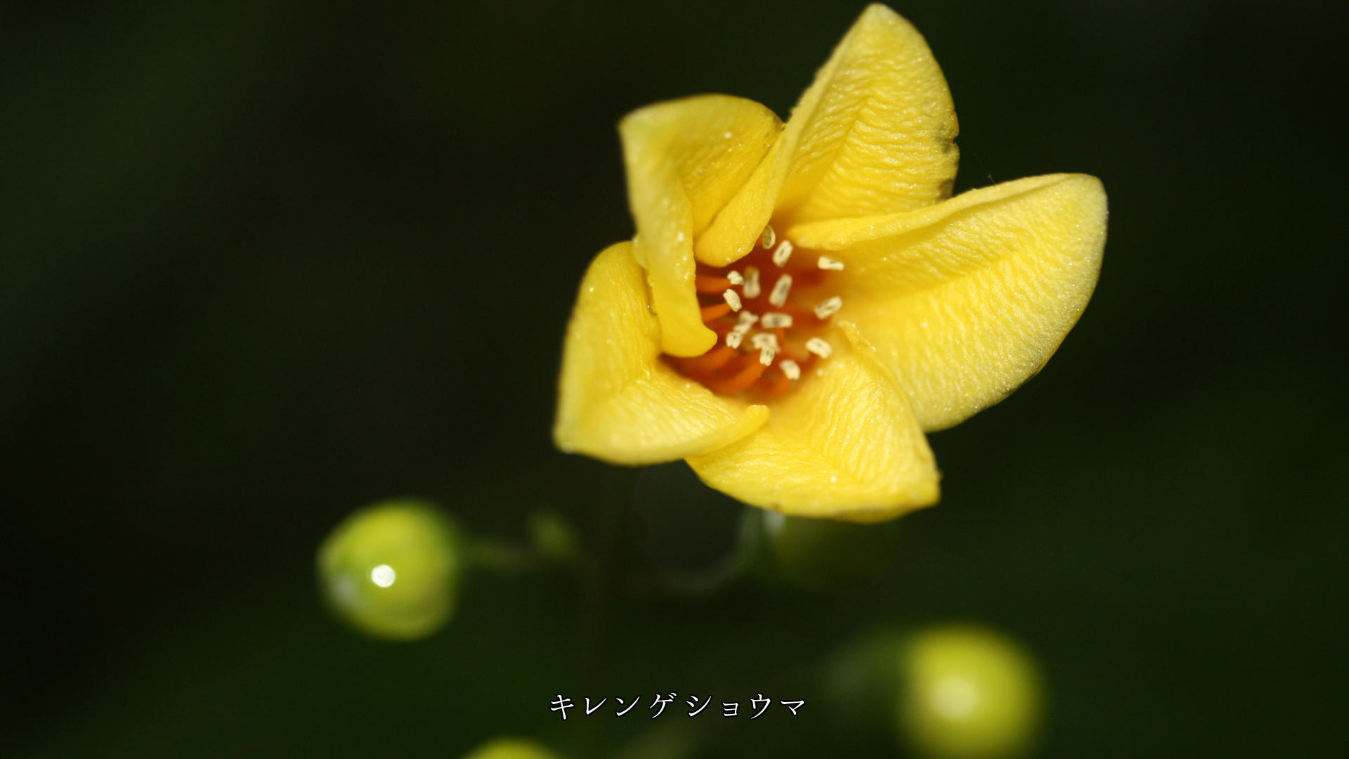 ポツポツと降る雨は 花や実を鮮やかにし 植物の生長を見守る
