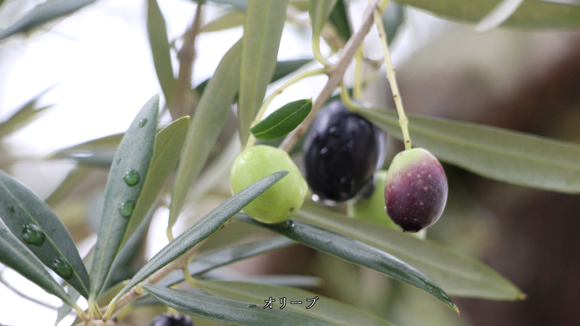 ポツポツと降る雨は 花や実を鮮やかにし 植物の生長を見守る