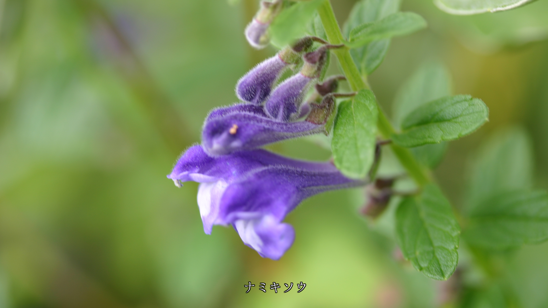 ポツポツと降る雨は 花や実を鮮やかにし 植物の生長を見守る