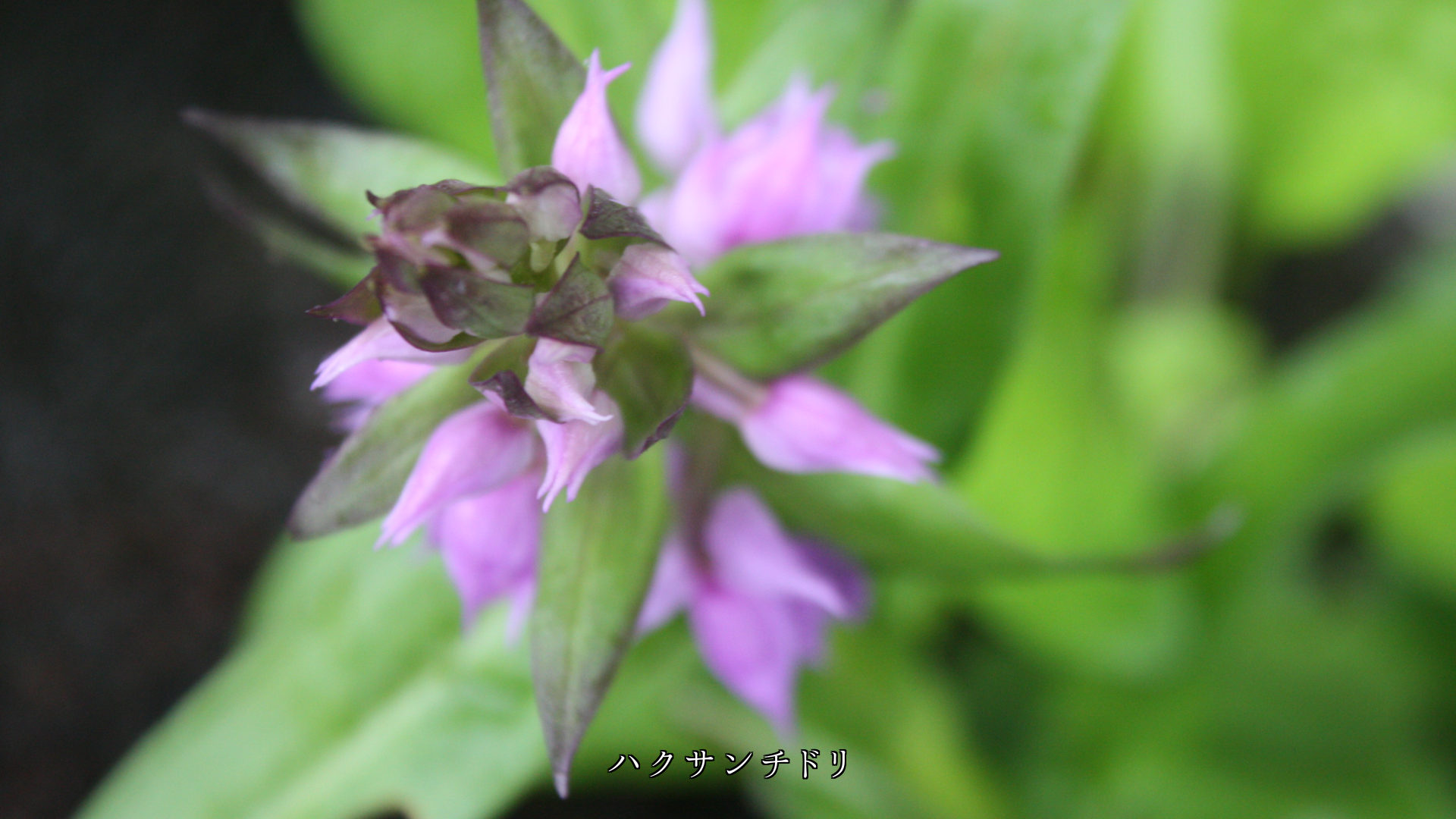 ポツポツと降る雨は 花や実を鮮やかにし 植物の生長を見守る