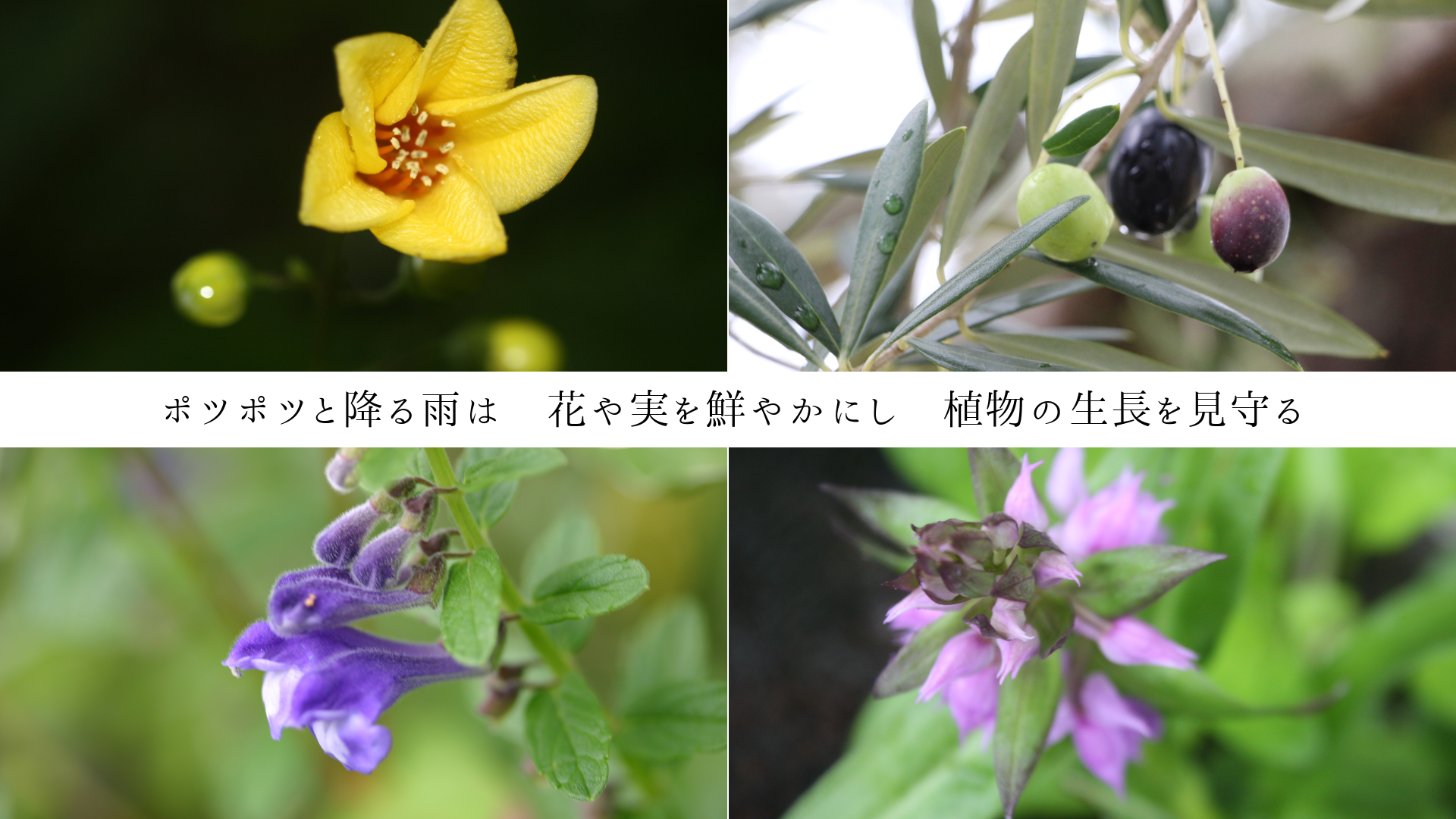 ݥĥݥĤȹߤ뱫ϡ֤¤䤫ˤʪĹ򸫼


