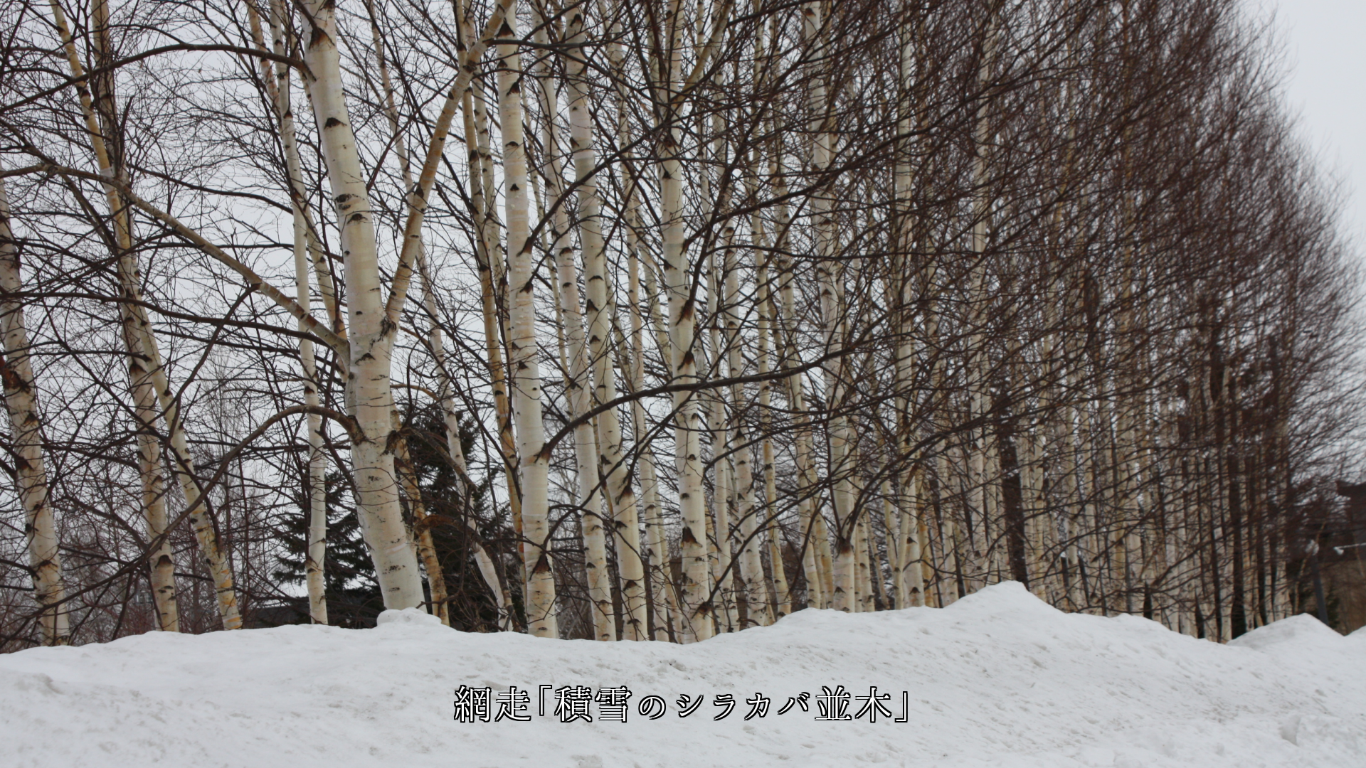 想い出を連れて 雪は降り積もる 山並みや道に 街や湿原にも